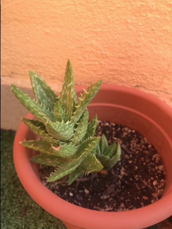 Aloe juvenna? 