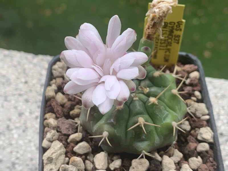 Gymnocalycium anisitsii 