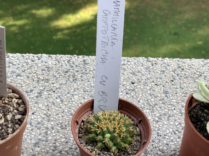 mammillaria camptotricha cv. bru