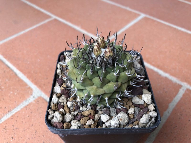 turbinicarpus miquihana