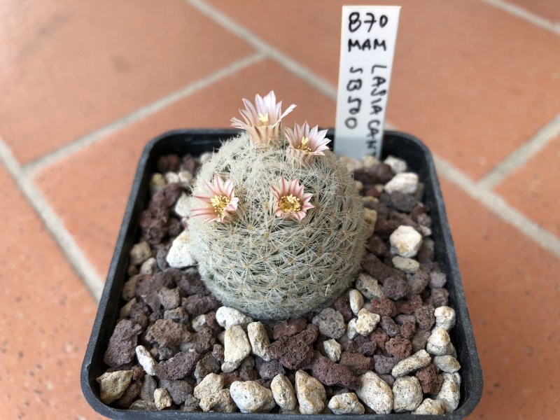 Mammillaria lasiacantha SB500