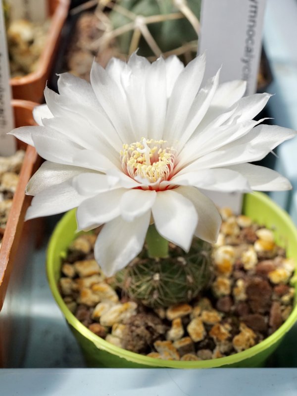 Gymnocalycium mesopotamicum 