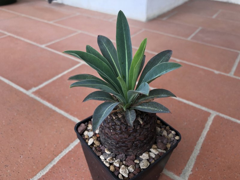 Euphorbia bupleurifolia 