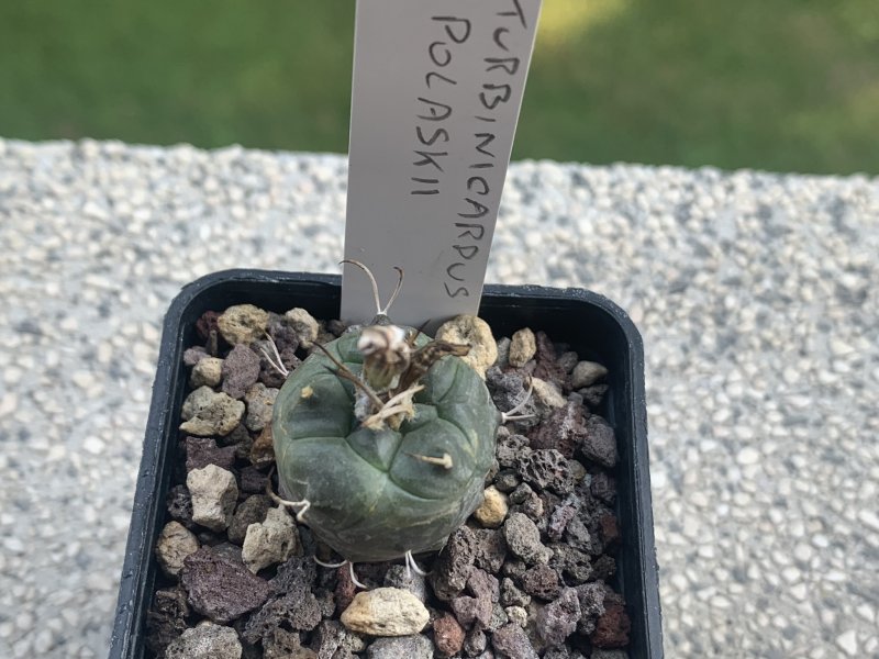 turbinicarpus polaskii