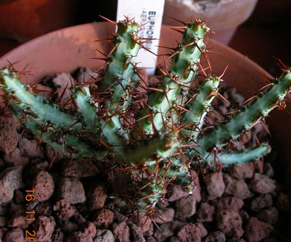 Euphorbia aeruginosa 