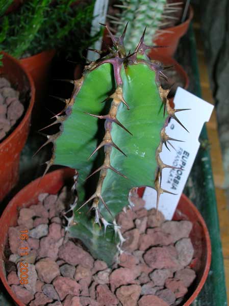 euphorbia grandialata