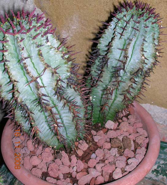 Euphorbia horrida 