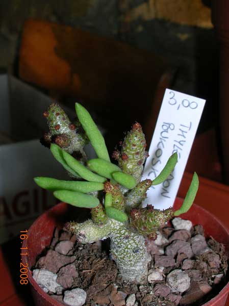 Tylecodon buchholzianus 