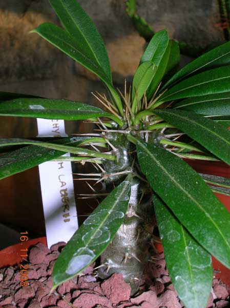 Pachypodium lamerei 