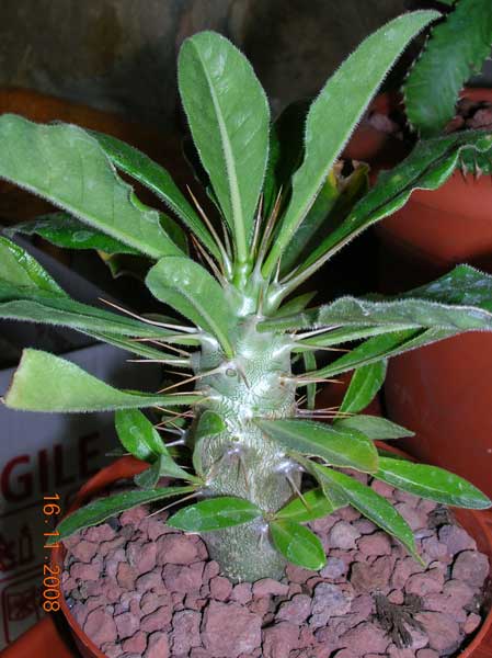 Pachypodium  