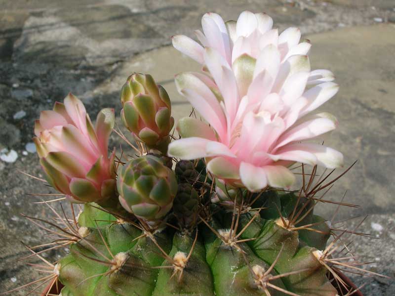 Gymnocalycium damsii 