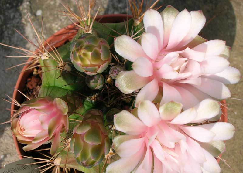 Gymnocalycium damsii 