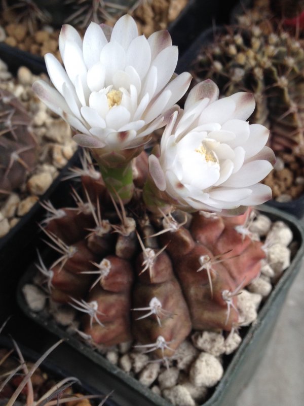 Gymnocalycium damsii 