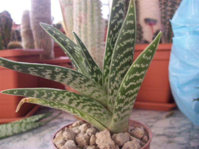 Aloe variegata 