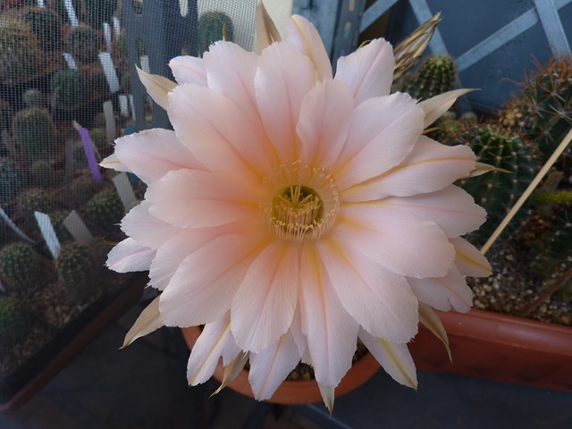 echinopsis cv. danisa