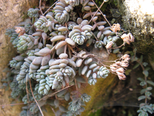 Sedum dasyphyllum 