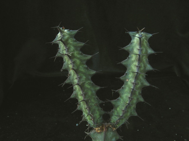 Euphorbia dauana 