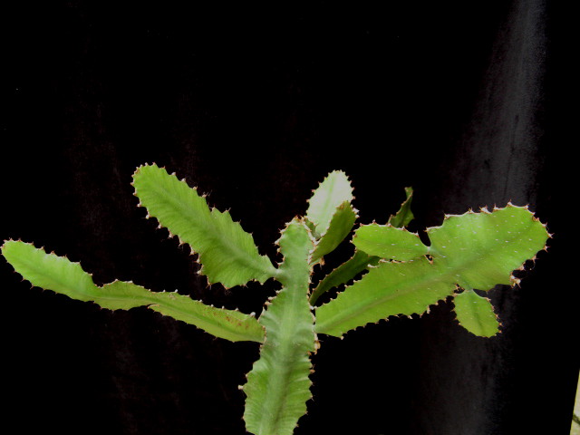 Euphorbia dawei 