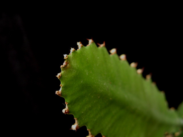 Euphorbia dawei 