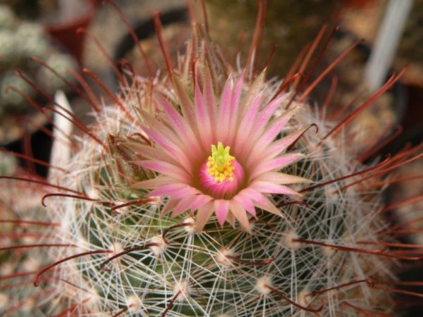 Mammillaria viridiflora DC 592