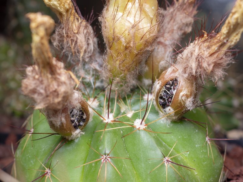 notocactus ottonis