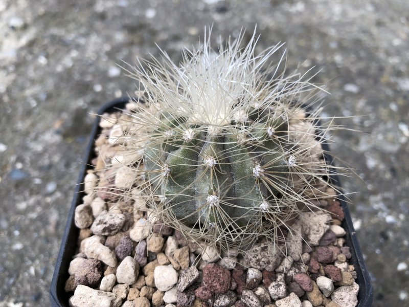 Copiapoa krainziana 