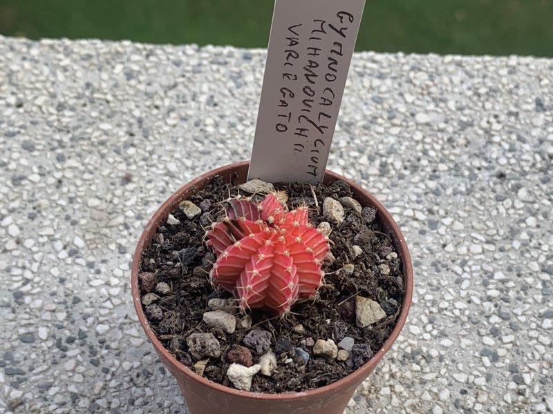 gymnocalycium mihanovichii v. variegata