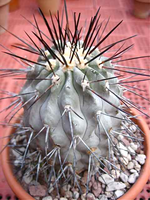 Copiapoa dealbata 