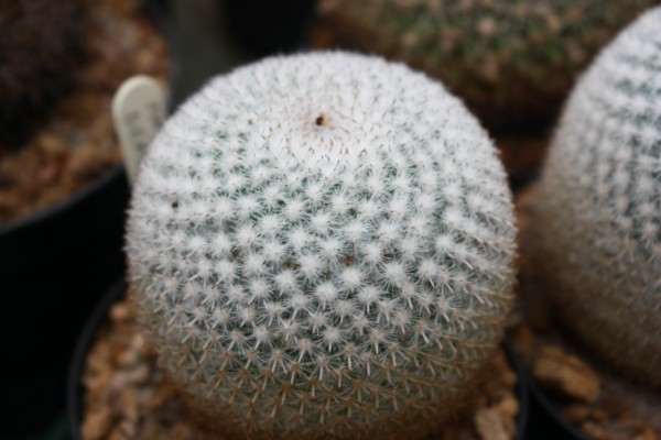 Mammillaria dealbata 