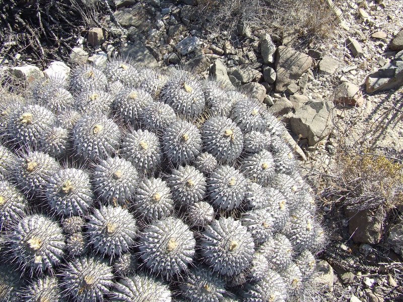 Copiapoa dealbata 