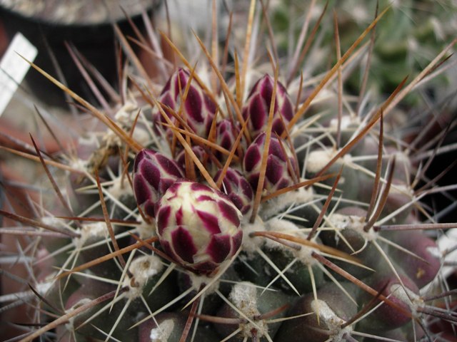 Thelocactus tulensis 