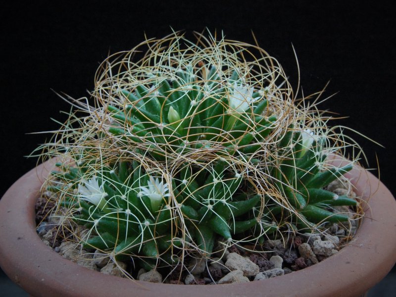 Mammillaria decipiens ssp. camptotricha WH 88