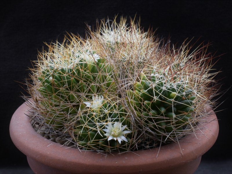 Mammillaria decipiens ssp. camptotricha ML 481