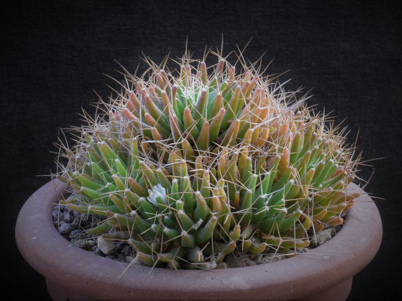 Mammillaria decipiens ssp. camptotricha forma TL 403