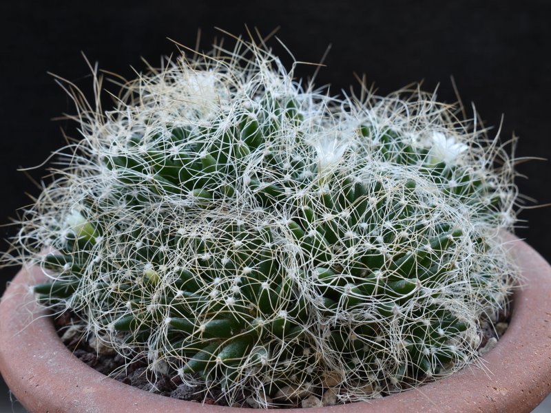 Mammillaria decipiens ssp. camptotricha v. albispina 