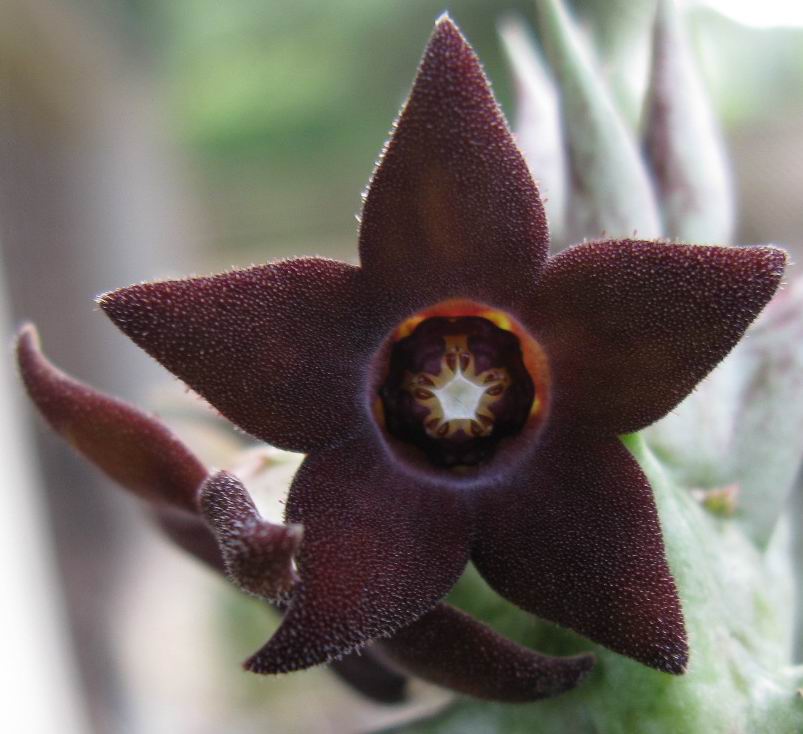 Orbea decaisneana 