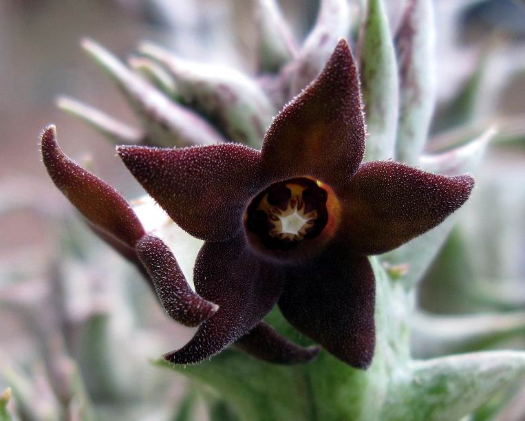 Orbea decaisneana 