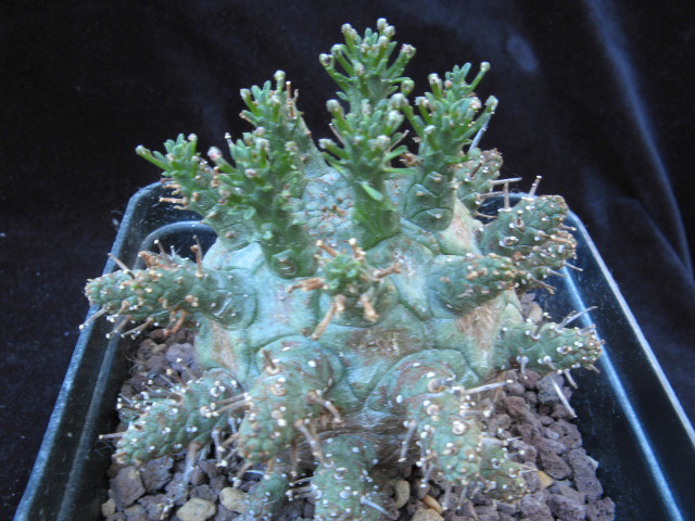 Euphorbia decepta 
