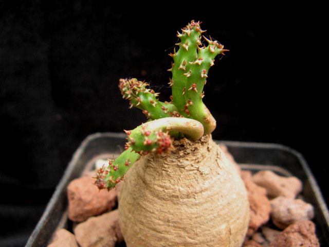 Euphorbia decidua 