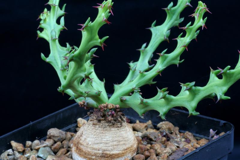 Euphorbia decidua 