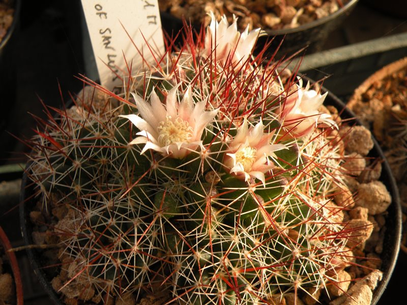 Mammillaria decipiens DAR 034b