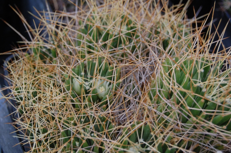 Mammillaria decipiens ssp. camptotricha ML 481