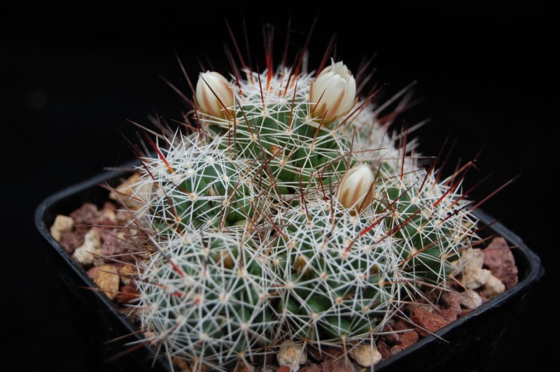 Mammillaria decipiens 