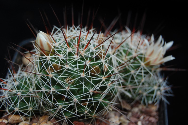 Mammillaria decipiens 