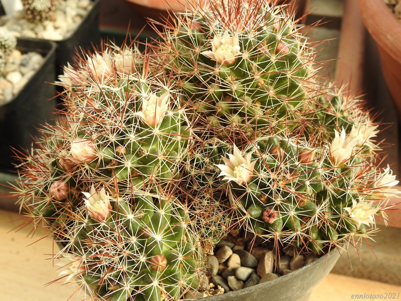 Mammillaria decipiens DAR 34b