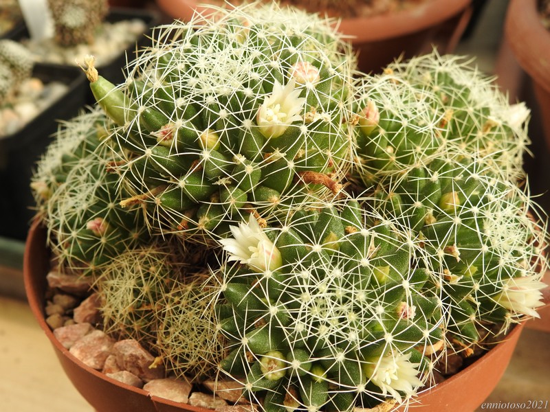 Mammillaria decipiens FO140