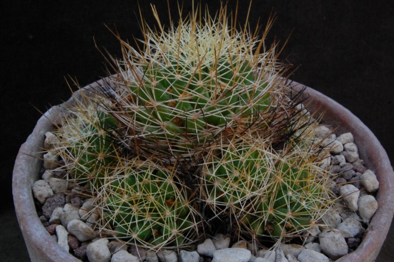 Mammillaria decipiens FO 140