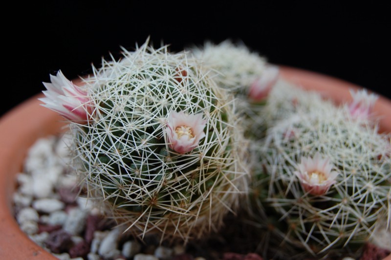 Mammillaria decipiens 