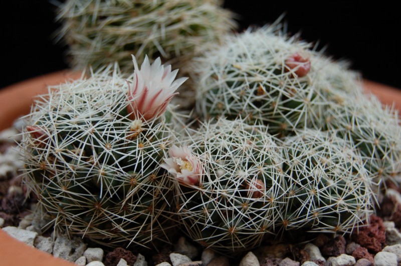 Mammillaria decipiens 