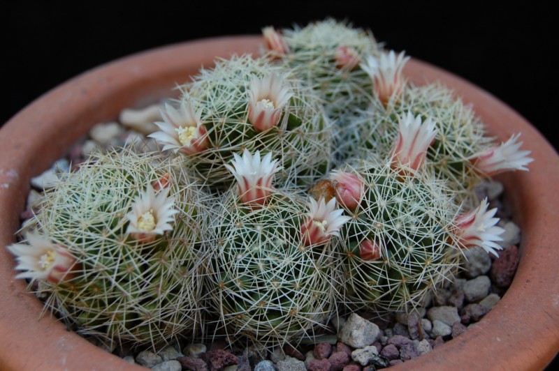 Mammillaria decipiens 